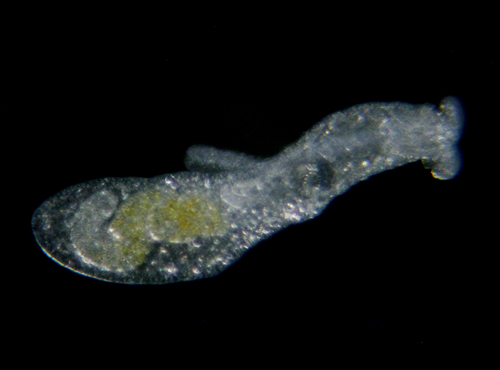 Paraganitus sp. #1