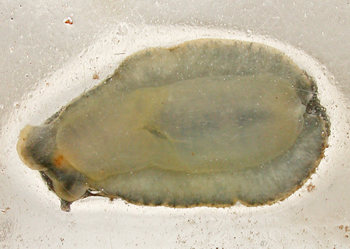 Peronia platei: underside