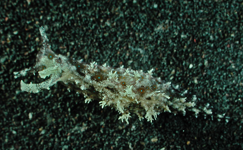 Phycophila euchlora: more white