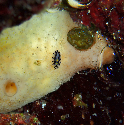 Phyllidia varicosa: feeding?