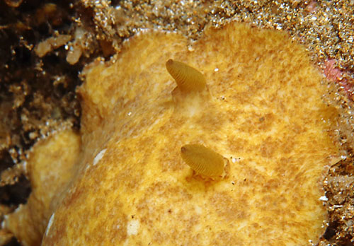 Platydoris sp. #2: rhinophores