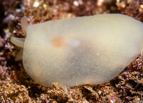 Unidentified Pleurobranchid #3: 3rd animal