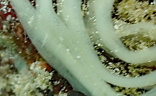 Polybranchia jensenae: egg mass, detail