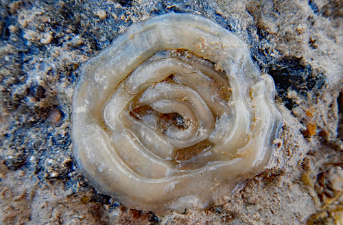 Polybranchia jensenae: egg mass out of water