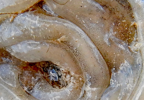 Polybranchia jensenae: egg mass out of water