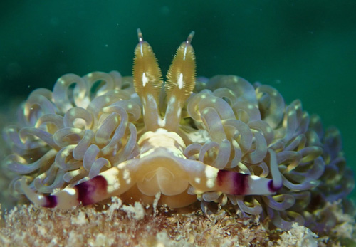 Pteraeolidia semperi: rhinophores, front