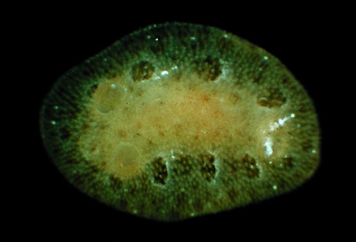 Rostanga lutescens
