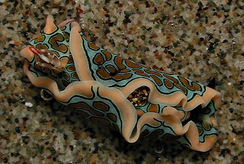 Sagaminopteron psychedelicum
