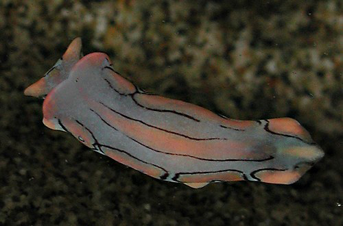 Sagaminopteron psychedelicum: underside