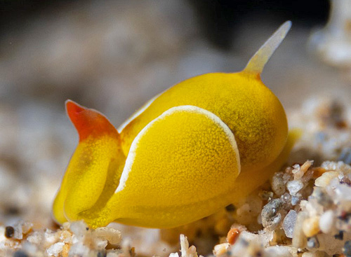 Siphopteron quadrispinosum: regenerating?