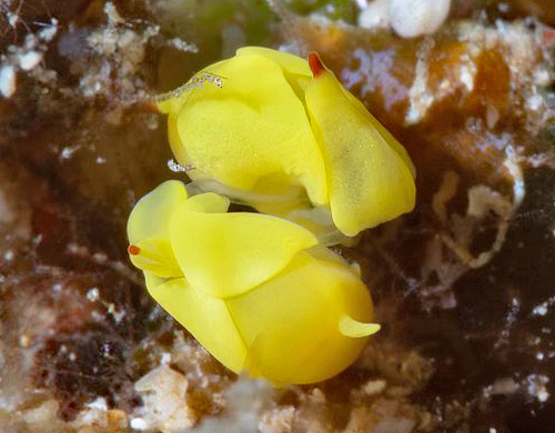 Siphopteron sp. #1: mating