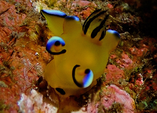 Thecacera pacifica: feeding?