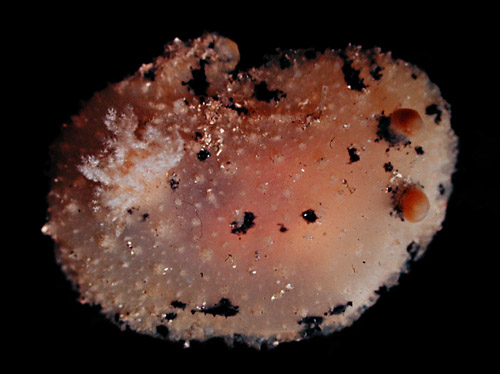 Thordisa sp. #13
