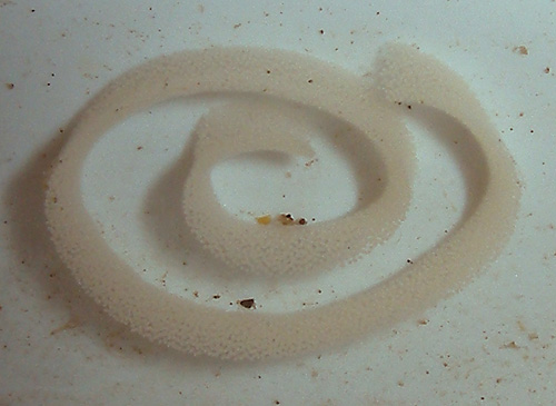 Thorunna daniellae: egg mass, large