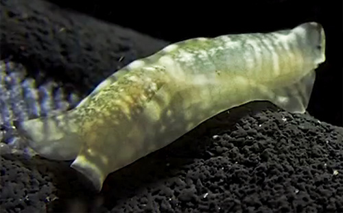 Tubulophilinopsis lineolata: side, 2nd animal