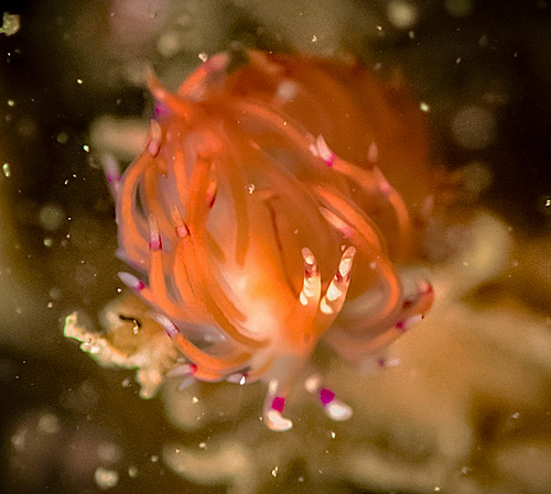 Unidentia sp. #1: front, detail